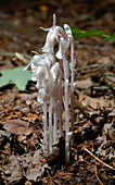 Indian Pipes