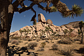 Joshua Tree NP