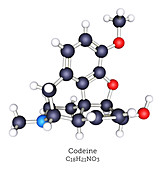 Codeine, molecular model