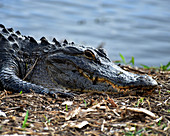 Alligator Basking