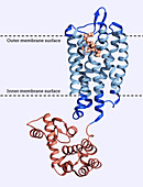 Opioid Receptor Membrane Protein