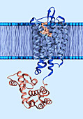 Opioid Receptor Embedded in a Membrane