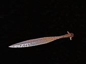 Viking spear head