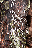 Florida Damp-wood Termites