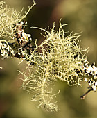 Florida Beard Lichen