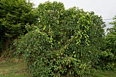 Hedge Bindweed in Lilac