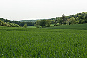 Wheat Crop Development