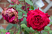 Botrytis Blight on Rose