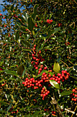 Red Holly Berries