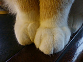 Ginger cat paws