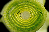 Section of leek stem