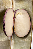 Bean seed embryo