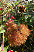 Robin's pincushion