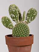 Mealybug on cactus stems