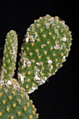 Mealybug on cactus stems