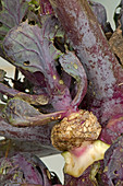 Edema on brassica stem