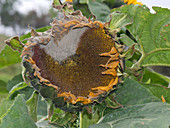 Grey mould on sunflower