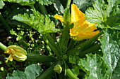 Zucchini flowering