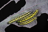 Cabbage White caterpillars