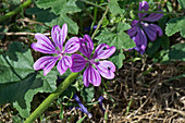 Common mallow flowering