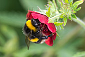 Bumblebee on a red flower