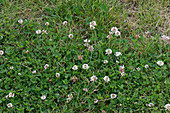 White clover in lawn