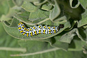 Mullein moth caterpillar