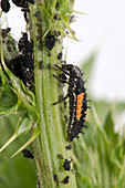 Harlequin ladybird larva