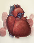 Heartbeat, Illustration