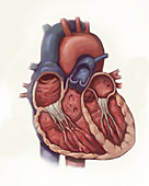 Human Heart, Illustration