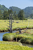 Ghost Forest, Oregon