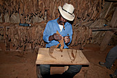 Cuban gentleman preparing to roll a cigar