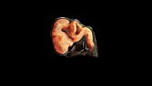 Prenatal Brain Development at 52 Days