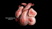 Week 8, Prenatal Heart Development