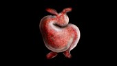 S-Curve, Prenatal Heart Development