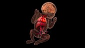 Fetus, Circulatory System and Organs