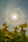 Pitcher Plants and Solar Halo