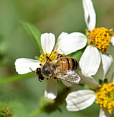 Honeybee on Spanish Needle