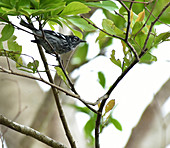 Elfin-woods Warbler