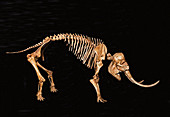 Pygmy elephant skeleton