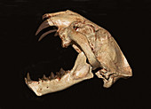 False saber tooth cat skull
