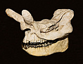 Brontotherium skull