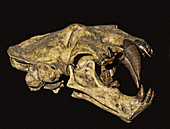 Saber tooth cat xenosmilus skull
