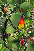 Gould's Sunbird