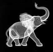 Ceramic Elephant X-ray