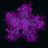 Starfish Embryo