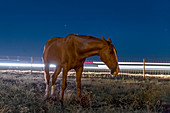 Horse by a road at night, time-exposure image