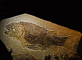 Fish Fossil