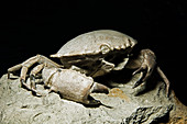 Crab Fossil, Harpactoxanthopsis