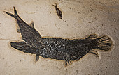 Fish Fossil from Green River